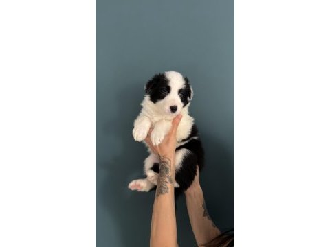 Border collie yavruları