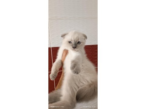 Lynx point scottish fold dişi