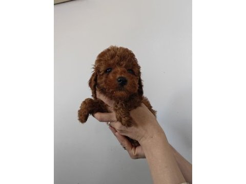 Toy poodle yavrularımız