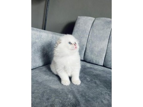 2 aylık dişi uzun tüylü scottish fold