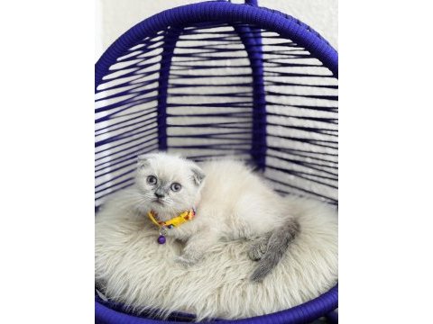 Scottish fold bluepoint dişi erkek yavrular