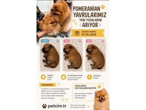 Pomeranian yavrumuz
