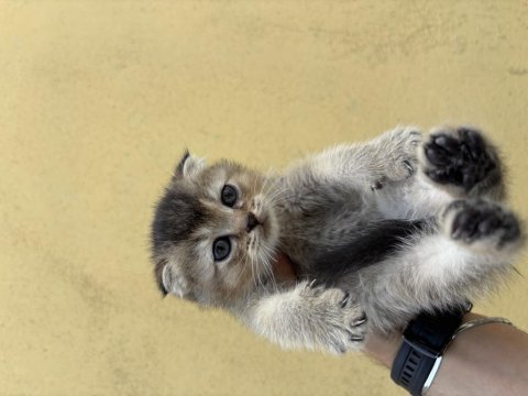 2 aylık scottish fold yavrular