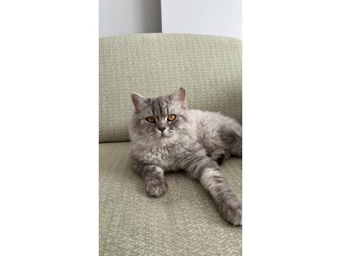 Ücretsiz british longhair