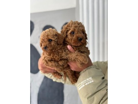 Poodle bebekler