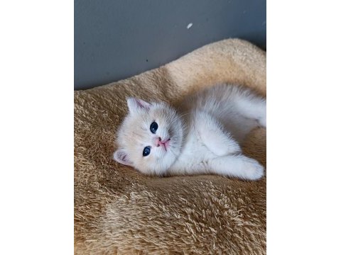 Lilac golden british shorthair dişi yavru