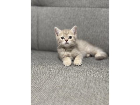 Kedi british shorthair çok tatlı minnoş