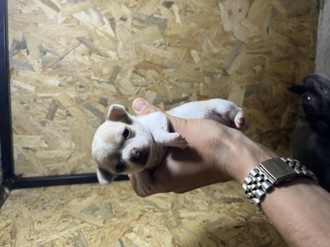 Elma kafa küt burun chihuahua