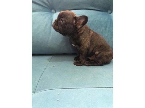 A kalite french bulldog yavrular