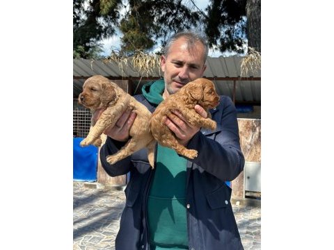 Maltipoo yavrularımız ırk garantilidir