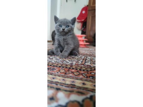 Çikolata dondurma british shorthair