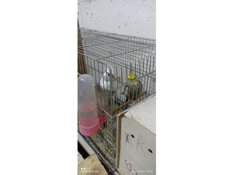 Sağlıklı 1 çift ve 1 ad tek erkek sultan papağanı