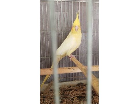 Yetişkin kızgın dişi lutino sultan papağanı