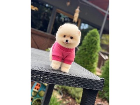 Sağlık ve ırk garantili pomeranian