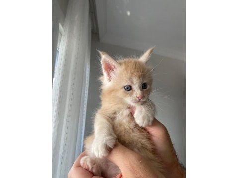 Anne ve babası şecereli maine coon yavruları