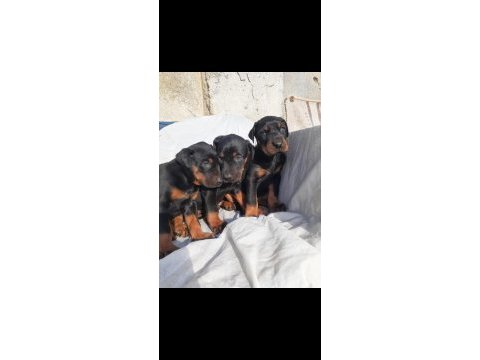 Doberman yavrularımız