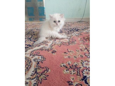 Orjinal british longhair erkek yavru iki aylık antalya