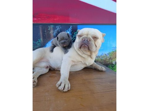 Efsane french bulldog yavrularım