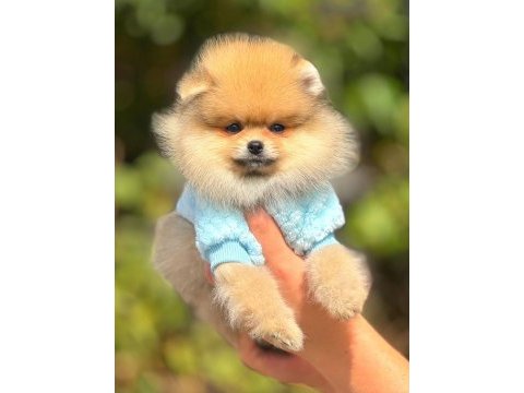 Pomeranian boo bebeklerim