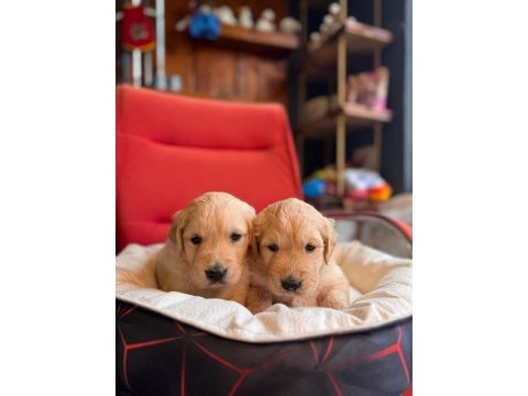 Golden retriever severler için minik kalpler
