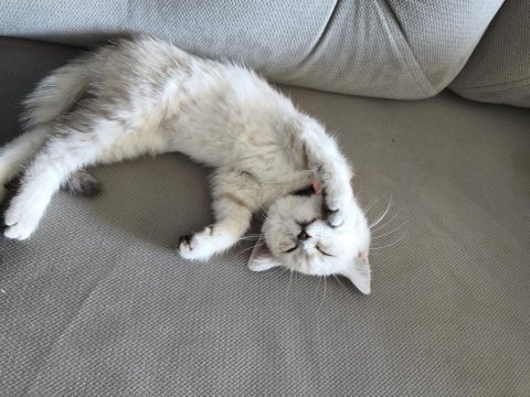 Çok akıllı uysal british shorthair