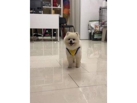 Teddy bear 9 aylık pomeranian