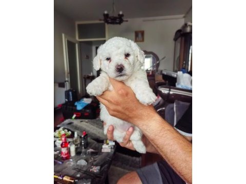 Maltese terrier yavrular a kalite