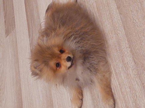 Erkek dişi pomeranian yavru