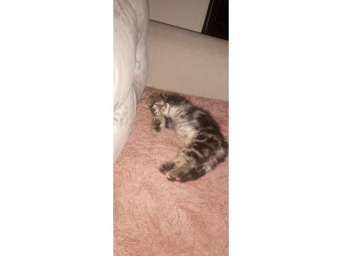 3 aylık tekir annemin rahatsızlığından dolayı veriyorum
