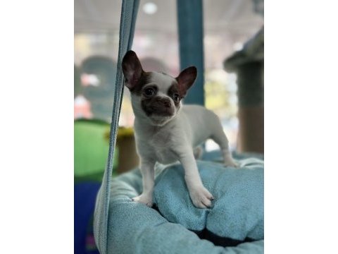 2 aylık 1 dişi ve 1 erkek chihuahua yavrular