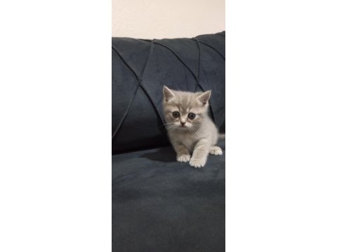 Oyuncu british shorthair yavruları