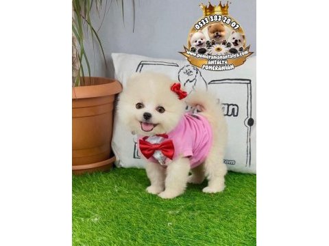Antalyada ırk ve sağlık garantili pomeranian boo
