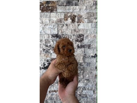 Biblo güzelliğinde red brown teacup poodle bebekler