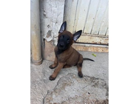 A kalite yavru hızlı olan kazanır