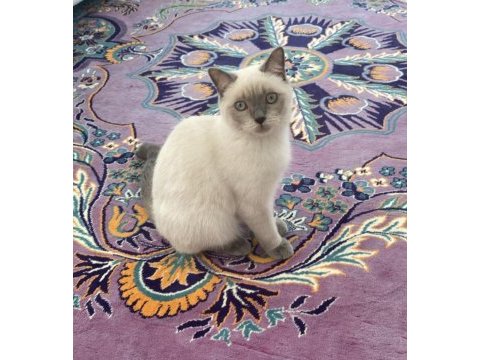 6 aylık erkek british shorthair