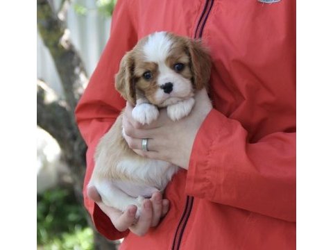 Irk ve sağlık garantili cavalier king charles yavrularım