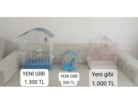 Sultan papağanı lutino erkek 2 yaşında