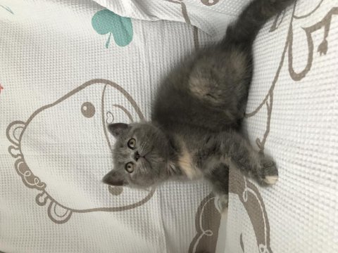 2 aylık orjinal sevimli british longhair kedimiz