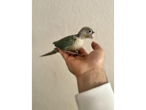 El besleme mamada rengarenk konur bebeklerimiz