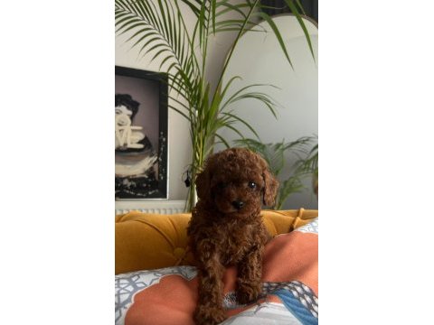 Ev doğumu kore poodle bebekler