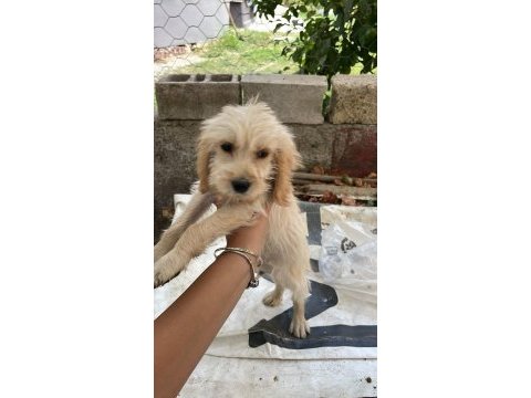 Antalya maltipoo köpekler