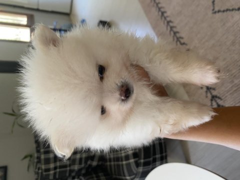 Saf ırk pomeranian