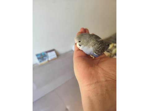 Yeni yeme düşen renk güzeli spangle muhabbet yavrular
