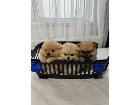 Sağlık ve ırk garantili pomeranian boo ayıcık surat