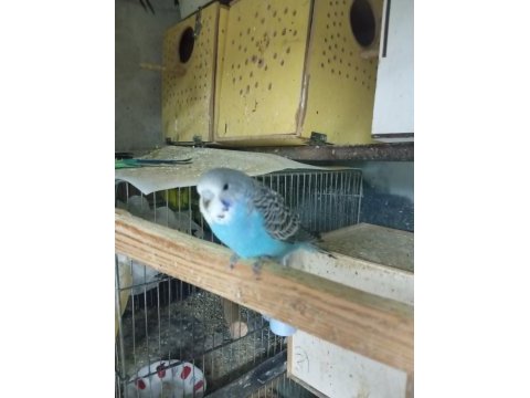 Sağlıklı muhabbet kuşları