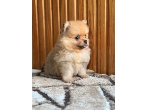 Pomeranian bebekleri