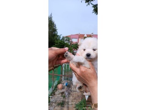 Safkan siyah-beyaz pati samoyed
