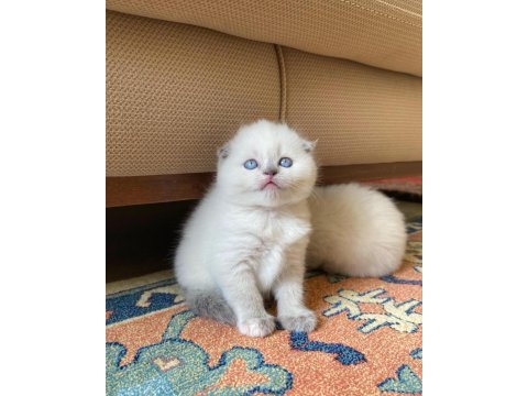 A kalite scottish fold blue point