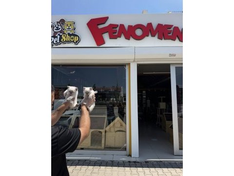 Kediciden renk renk brıtısh shorthaır yavruları ankara