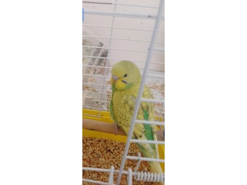 Muhabbet kuşu yavru erkek